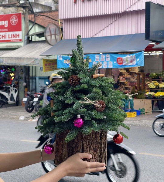THÔNG ĐÀ LẠT